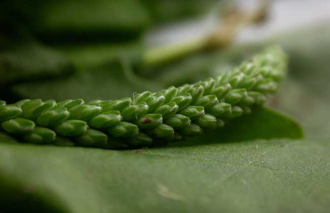 车前草能治结石吗?