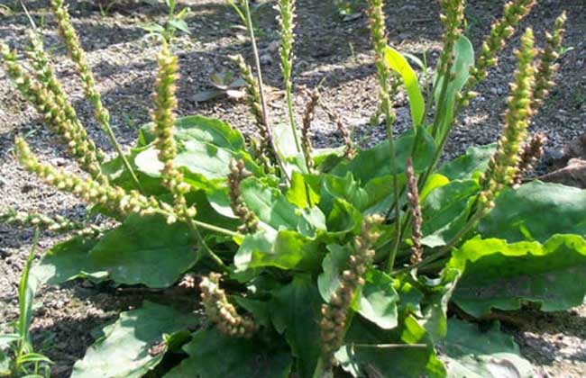 车前草能治结石吗?