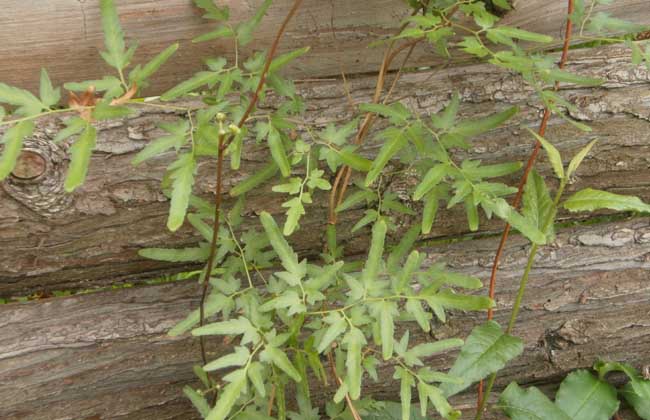 海金砂的功效与作用