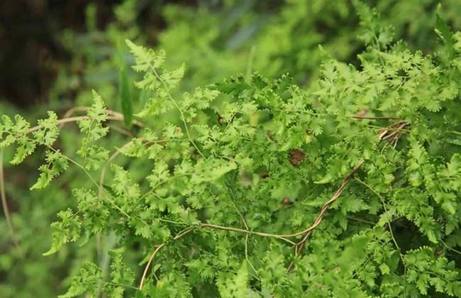 海金砂的功效与作用