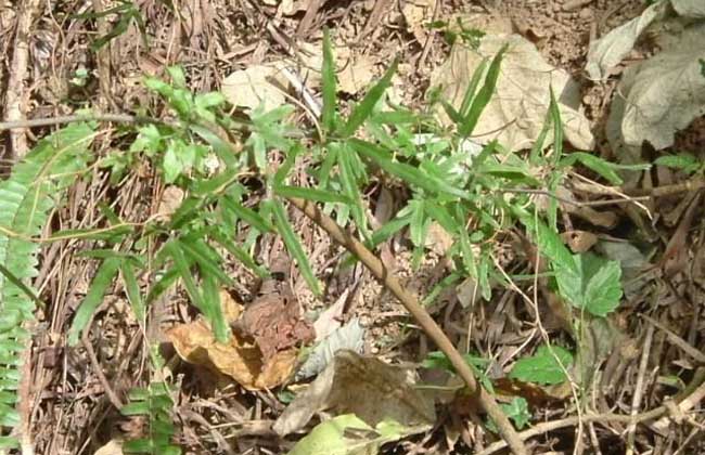 海金砂的功效与作用