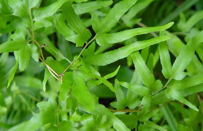 海金砂的功效与作用