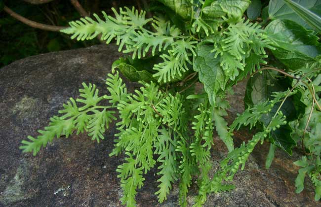 海金砂的功效与作用