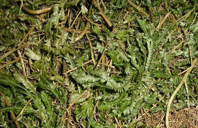 石上柏的功效与作用