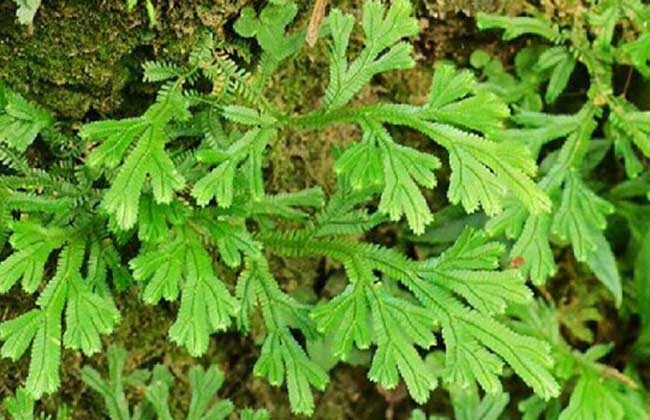 石上柏的功效与作用