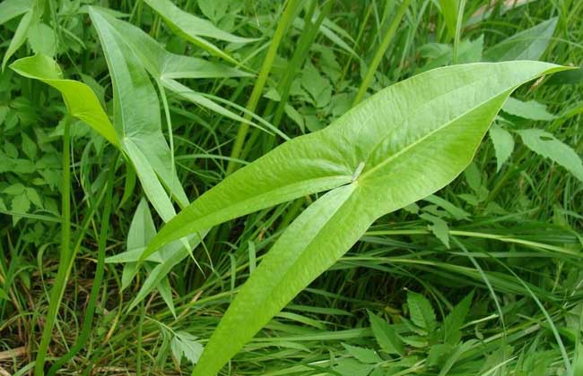 野慈菇的功效与作用