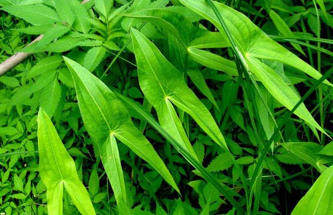 野慈菇的功效与作用