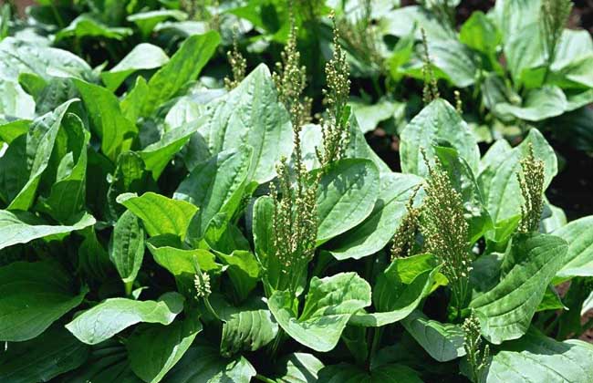 车前草的功效与作用及食用方法