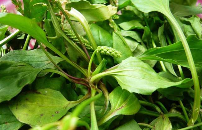 车前草的功效与作用及食用方法