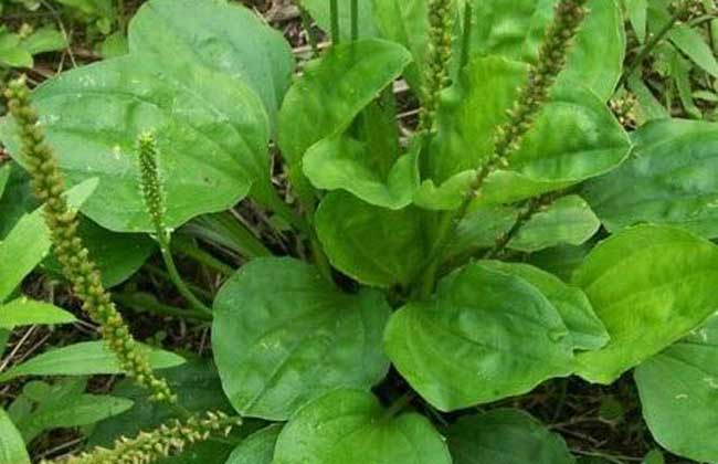 车前草的功效与作用及食用方法