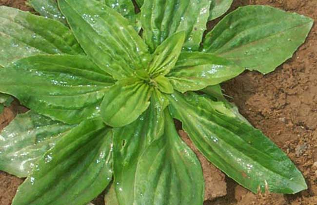 车前草的功效与作用及食用方法