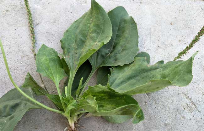 车前草的功效与作用及食用方法