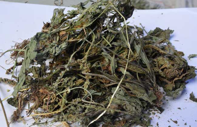 车前草的功效与作用及食用方法