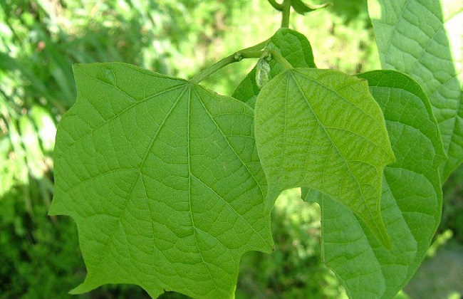 八角枫的功效和作用及禁忌