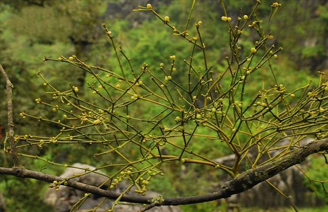 槲寄生的功效与作用及禁忌