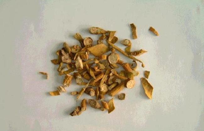 槲寄生的功效与作用及禁忌