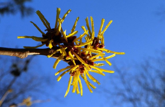 金缕梅的功效与作用