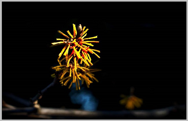 金缕梅的功效与作用