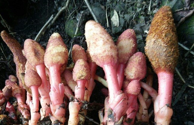 回春草的功效与作用