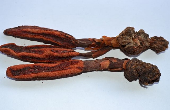 回春草的功效与作用