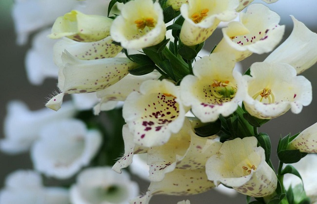 洋地黄中毒表现及处理方法