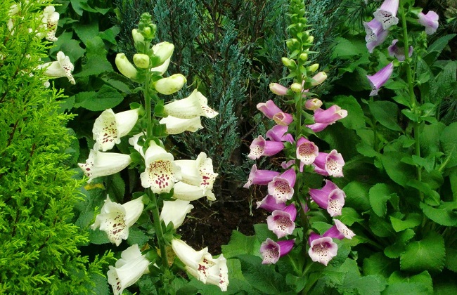 洋地黄中毒表现及处理方法