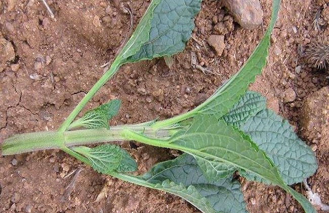 癞蛤蟆草的功效与作用