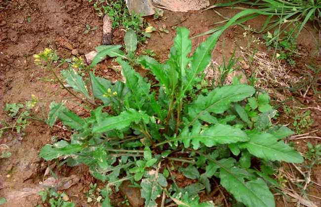 荠菜花的功效与作用