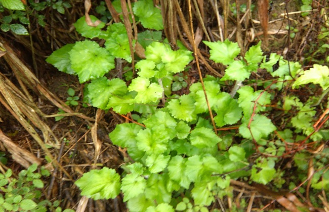 荠菜花的功效与作用