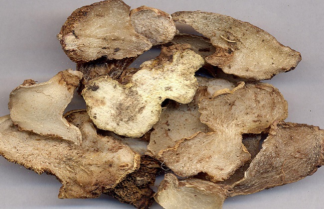 白及的功效与作用