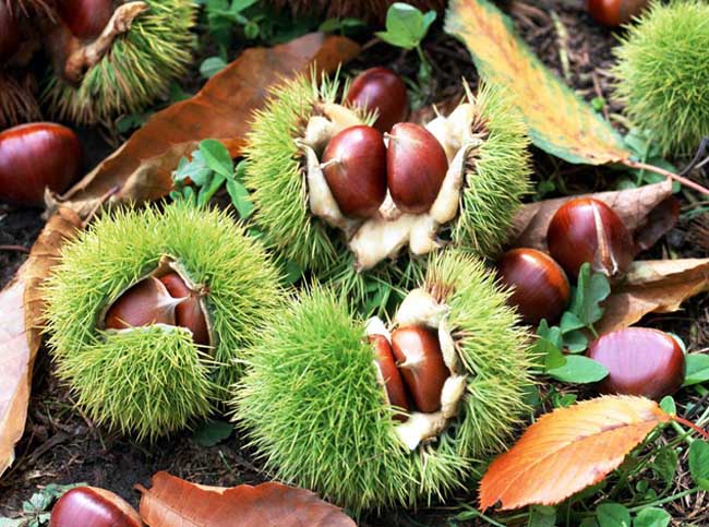 板栗不能和什么一起吃?