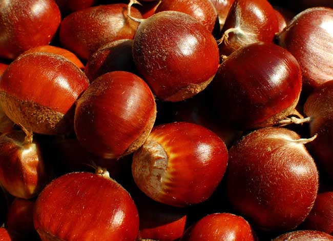 板栗不能和什么一起吃?