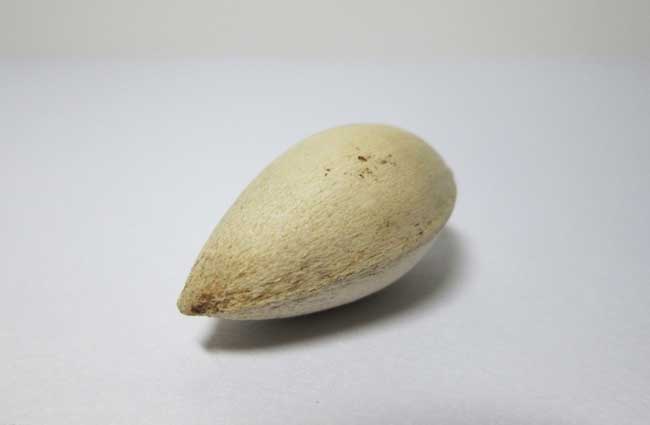 白果中毒的症状及防治办法