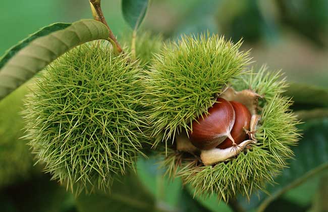 板栗不能和什么一起吃?