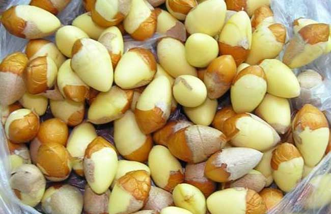 白果中毒的症状及防治办法