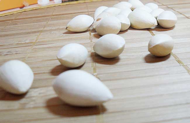 白果中毒的症状及防治办法