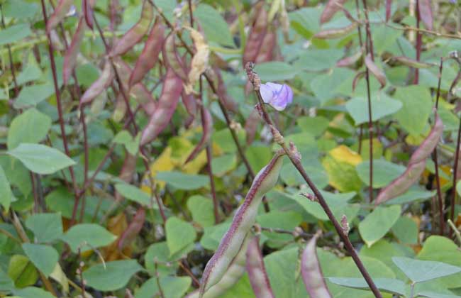 扁豆能生吃吗？