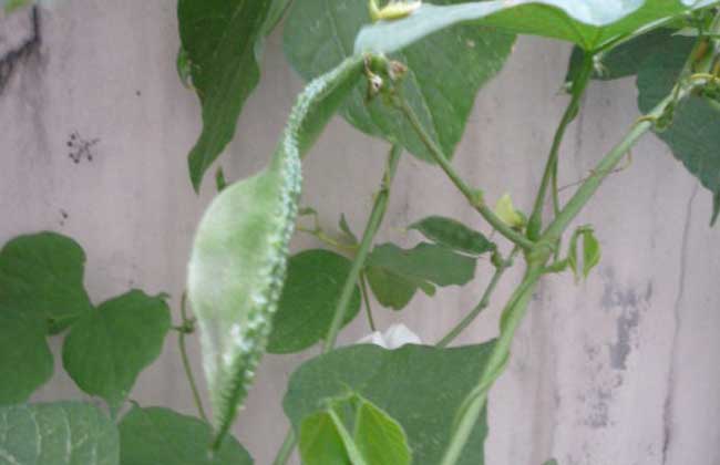 扁豆能生吃吗？