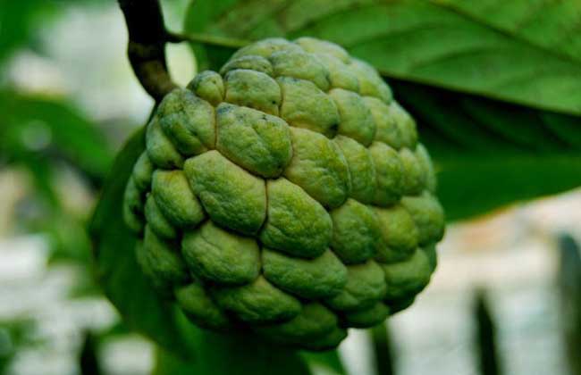 孕妇可以吃番荔枝吗？