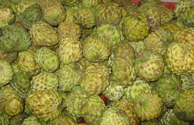 孕妇可以吃番荔枝吗？