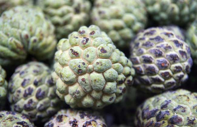 孕妇可以吃番荔枝吗？