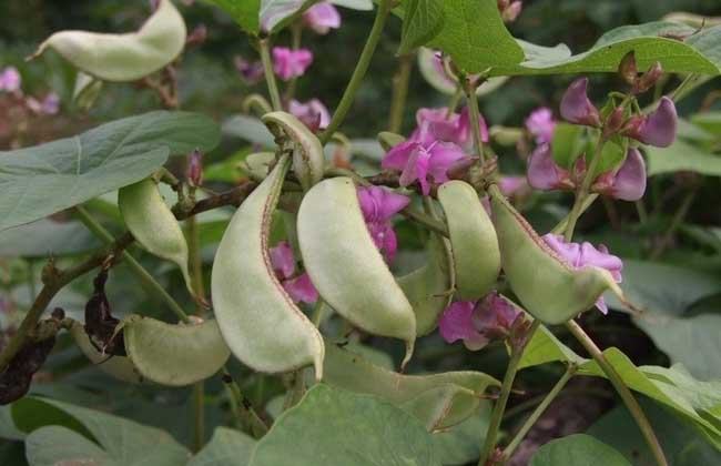 孕妇可以吃扁豆吗？