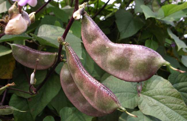 孕妇可以吃扁豆吗？