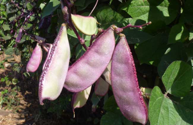 孕妇可以吃扁豆吗？