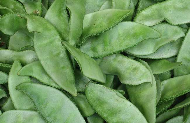 孕妇可以吃扁豆吗？