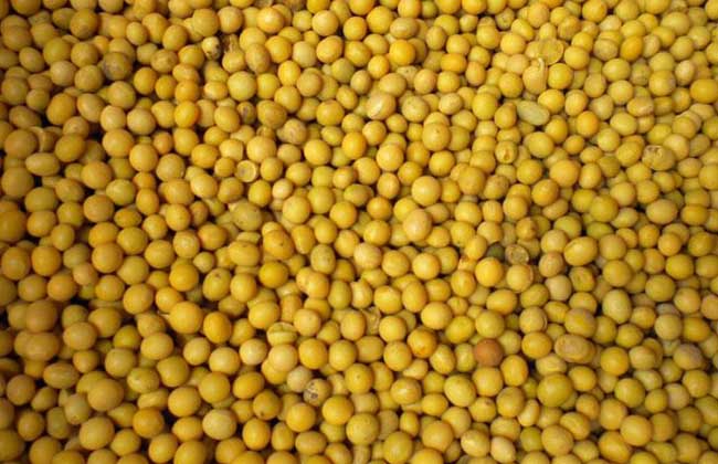 黄豆不能和什么一起吃？