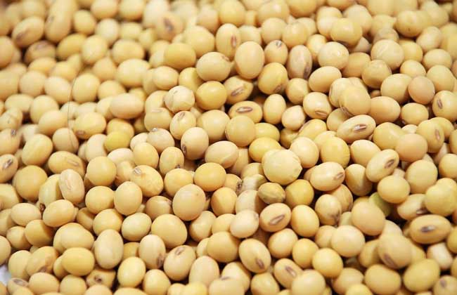 黄豆不能和什么一起吃？