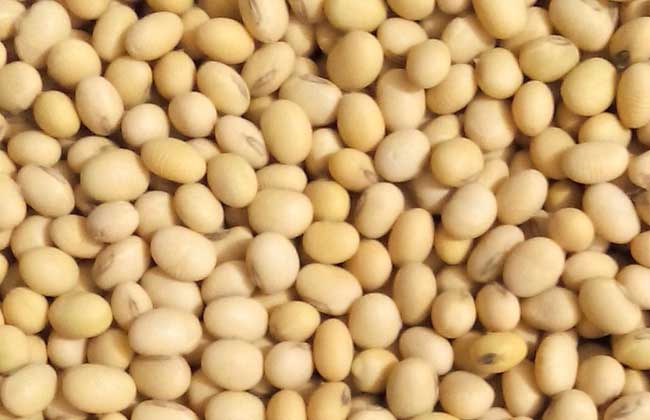 黄豆不能和什么一起吃？