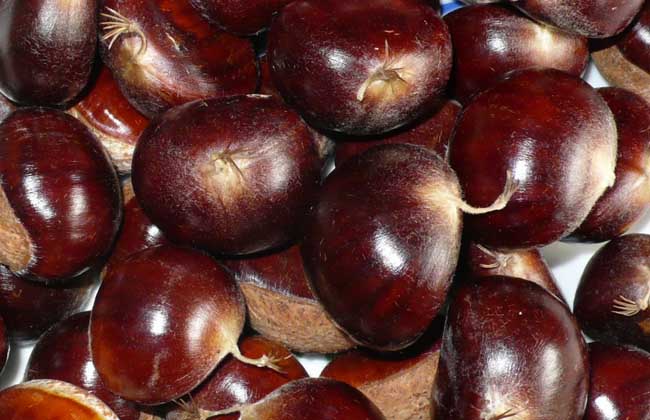 板栗不能和什么一起吃?