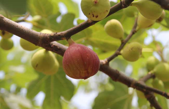 无花果的皮可以吃吗?